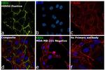 CD31 (PECAM-1) Antibody in Immunocytochemistry (ICC/IF)