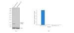 Cathepsin L Antibody