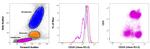 CD18 (LFA-1 beta) Antibody in Flow Cytometry (Flow)