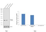 Galectin 3 Antibody