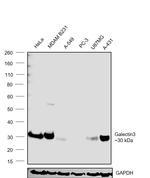 Galectin 3 Antibody in Western Blot (WB)