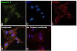 Galectin 3 Antibody in Immunocytochemistry (ICC/IF)