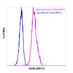 CD54 (ICAM-1) Antibody