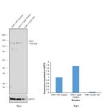 CD31 (PECAM-1) Antibody in Western Blot (WB)