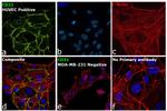 CD31 (PECAM-1) Antibody