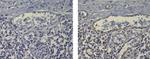 CD31 (PECAM-1) Antibody in Immunohistochemistry (Paraffin) (IHC (P))