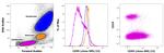 CD95 (APO-1/Fas) Antibody