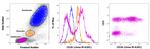 CD26 Antibody in Flow Cytometry (Flow)