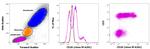 CD26 Antibody in Flow Cytometry (Flow)