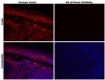 CD44std Antibody in Immunohistochemistry (Paraffin) (IHC (P))