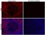 CD44std Antibody in Immunohistochemistry (Paraffin) (IHC (P))