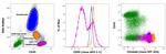 CD44std Antibody in Flow Cytometry (Flow)