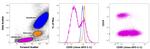 CD95 (APO-1/Fas) Antibody in Flow Cytometry (Flow)