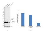 Cathepsin L Antibody in Western Blot (WB)