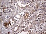 BOLL Antibody in Immunohistochemistry (Paraffin) (IHC (P))