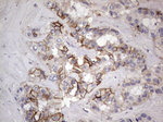 BOLL Antibody in Immunohistochemistry (Paraffin) (IHC (P))