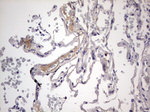 BOLL Antibody in Immunohistochemistry (Paraffin) (IHC (P))