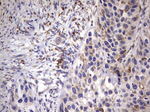 BOLL Antibody in Immunohistochemistry (Paraffin) (IHC (P))