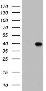 BOLL Antibody in Western Blot (WB)