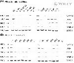 RASSF1A Antibody in Western Blot (WB)