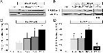 Phospholamban Antibody in Western Blot (WB)