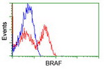 BRAF Antibody in Flow Cytometry (Flow)