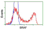 BRAF Antibody in Flow Cytometry (Flow)