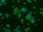 BRAF Antibody in Immunocytochemistry (ICC/IF)