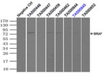 BRAF Antibody in Immunoprecipitation (IP)