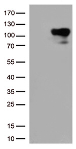 BRAF Antibody in Western Blot (WB)