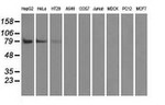 BRAF Antibody in Western Blot (WB)