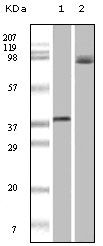 B-Raf Antibody in Western Blot (WB)