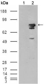 B-Raf Antibody in Western Blot (WB)