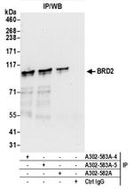 BRD2 Antibody in Western Blot (WB)