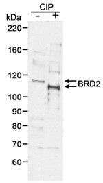 BRD2 Antibody in Western Blot (WB)