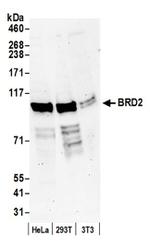 BRD2 Antibody in Western Blot (WB)