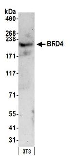 BRD4 Antibody in Western Blot (WB)