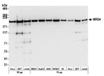 BRD4 Antibody in Western Blot (WB)