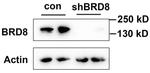 BRD8 Antibody in Western Blot (WB)