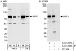 BRF1 Antibody in Western Blot (WB)