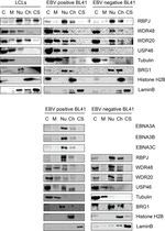 BRG1 Antibody in Western Blot (WB)