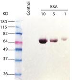 Bovine Serum Albumin Antibody in Western Blot (WB)