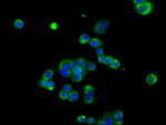 BSG Antibody in Immunocytochemistry (ICC/IF)