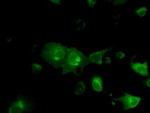 BSG Antibody in Immunocytochemistry (ICC/IF)