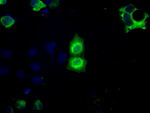 BSG Antibody in Immunocytochemistry (ICC/IF)