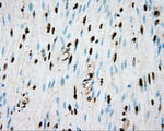 BSG Antibody in Immunohistochemistry (Paraffin) (IHC (P))