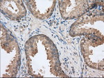 BSG Antibody in Immunohistochemistry (Paraffin) (IHC (P))