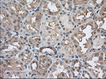 BSG Antibody in Immunohistochemistry (Paraffin) (IHC (P))