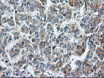 BSG Antibody in Immunohistochemistry (Paraffin) (IHC (P))