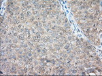 BSG Antibody in Immunohistochemistry (Paraffin) (IHC (P))